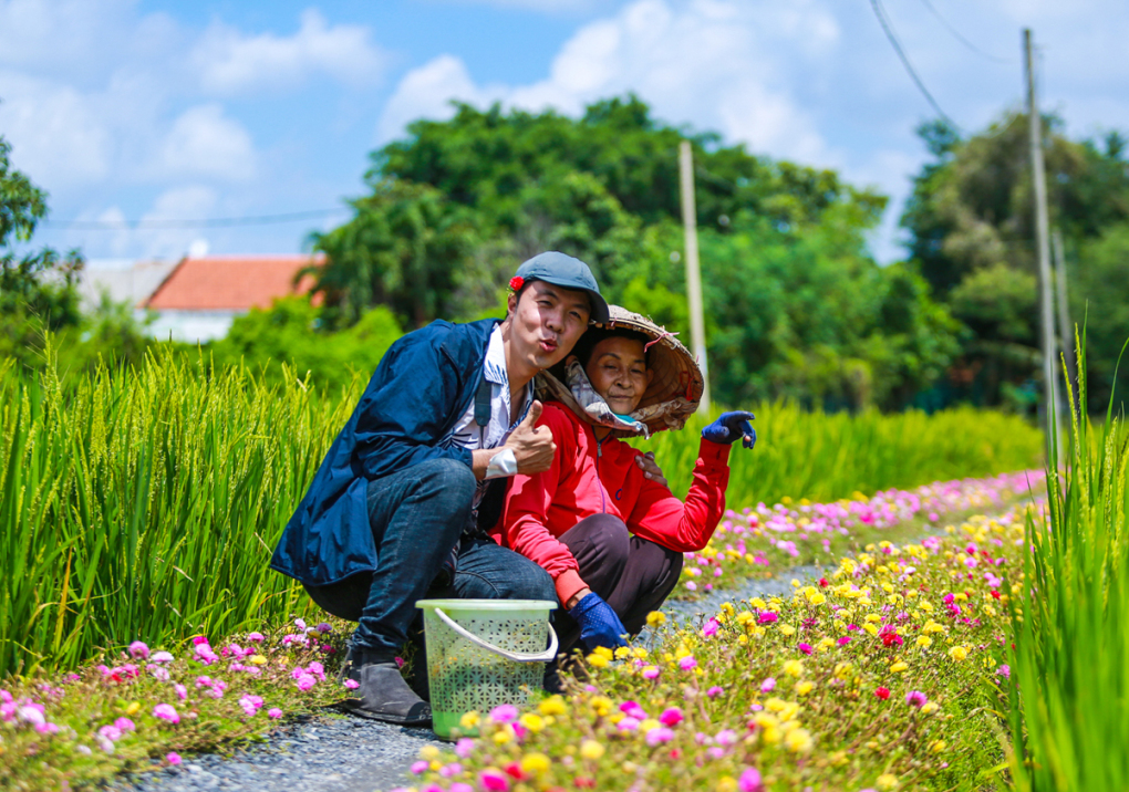 Đường hoa mười giờ chạy giữa đồng lúa